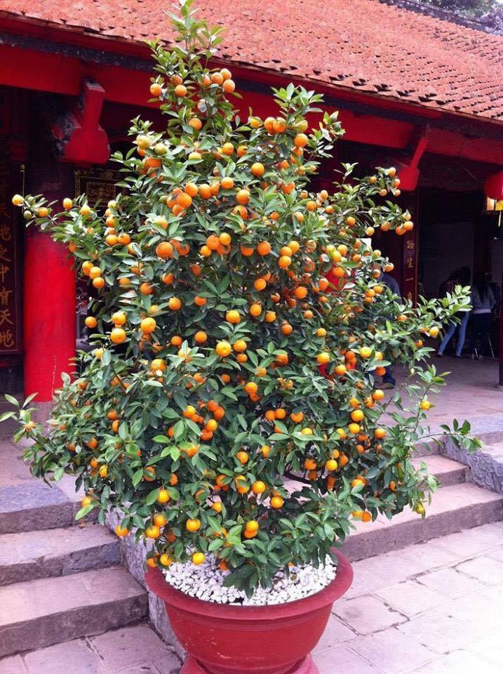mandarinfa