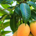 a-mango-level-hihetetlen-hatasai-cukorbetegseg-ellen