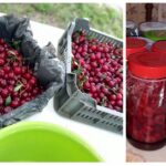 Muszájból venni kellett meggyet, 600Ft volt kg-ja, 15 kg-ból lett 22 üveg magozott meggybefőtt